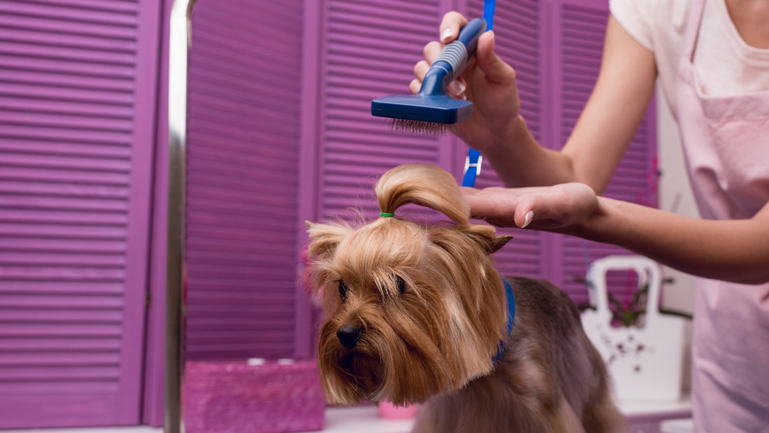 Pet Grooming At Home