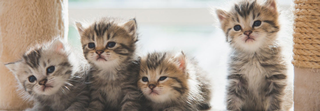 Cat Let Get Your Paws on the Best Cat Litter! – Pet Planet